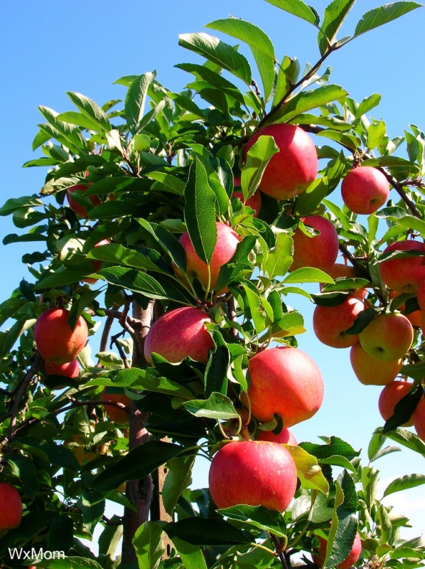 Maine fruit trees buy