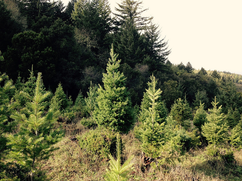 Starting a Christmas Tree Farm in Maine - Wilderness Realty – Maine Land Sale Specialists